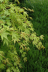 Beni Kawa Coral Bark Japanese Maple (Acer palmatum 'Beni Kawa') at Lakeshore Garden Centres