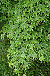 Hogyoku Japanese Maple (Acer palmatum 'Hogyoku') at A Very Successful Garden Center