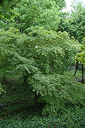 Mure Hibari Japanese Maple (Acer palmatum 'Mure Hibari') at A Very Successful Garden Center