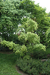 Higasa Yama Japanese Maple (Acer palmatum 'Higasa Yama') at Lakeshore Garden Centres