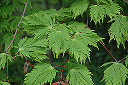 Cutleaf Fullmoon Maple (Acer japonicum 'Aconitifolium') at Lakeshore Garden Centres