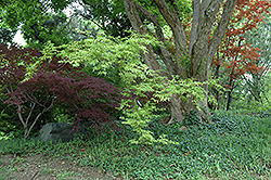 Sagara Nishiki Japanese Maple (Acer palmatum 'Sagara Nishiki') at A Very Successful Garden Center
