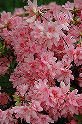 Mrs. L.C. Fisher Azalea (Rhododendron 'Mrs. L.C. Fisher') at Lakeshore Garden Centres