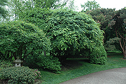 Japanese Maple (Acer palmatum) at Stonegate Gardens