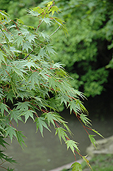 Sazanami Japanese Maple (Acer palmatum 'Sazanami') at A Very Successful Garden Center