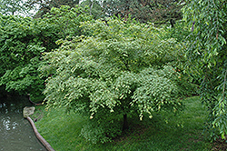 Sazanami Japanese Maple (Acer palmatum 'Sazanami') at A Very Successful Garden Center