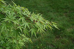 Nishiki Gawa Japanese Maple (Acer palmatum 'Nishiki Gawa') at Lakeshore Garden Centres