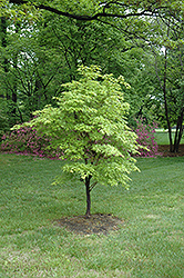 Nishiki Gawa Japanese Maple (Acer palmatum 'Nishiki Gawa') at A Very Successful Garden Center