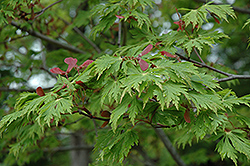 Maiku Jaku Fernleaf Full Moon Maple (Acer japonicum 'Maiku Jaku') at Lakeshore Garden Centres
