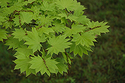 Itaya Full Moon Maple (Acer japonicum 'Itaya') at A Very Successful Garden Center