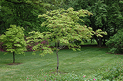 Maiku Jaku Fernleaf Full Moon Maple (Acer japonicum 'Maiku Jaku') at Lakeshore Garden Centres