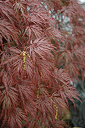 Inaba Shidare Cutleaf Japanese Maple (Acer palmatum 'Inaba Shidare') at Lakeshore Garden Centres