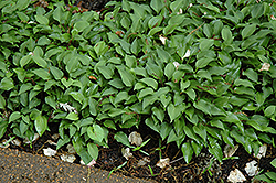 Hime Soules Hosta (Hosta 'Hime Soules') at A Very Successful Garden Center