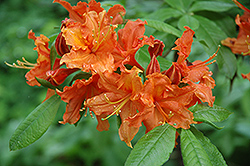 Hotspur Red Azalea (Rhododendron 'Hotspur Red') at A Very Successful Garden Center