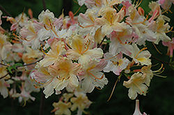 Clarice Azalea (Rhododendron 'Clarice') at Stonegate Gardens