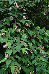 Chinese Neillia (Neillia sinensis) at Stonegate Gardens
