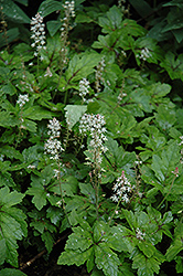 Crow Feather Foamflower (Tiarella 'Crow Feather') at A Very Successful Garden Center