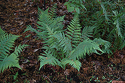Dixie Wood Fern (Dryopteris x australis) at A Very Successful Garden Center