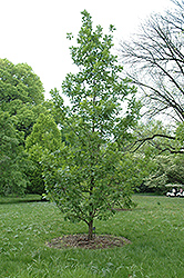 Forest Green Oak (Quercus frainetto 'Schmidt Forest Green') at Lakeshore Garden Centres