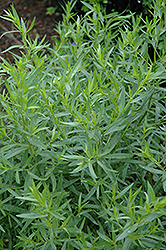 French Tarragon (Artemisia dracunculus 'Sativa') at Stonegate Gardens