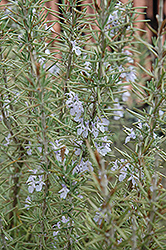 Arp Rosemary (Rosmarinus officinalis 'Arp') at Lakeshore Garden Centres
