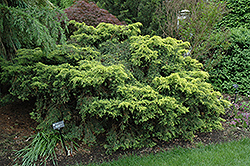 Saybrook Gold Juniper (Juniperus x media 'Saybrook Gold') at A Very Successful Garden Center
