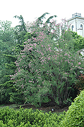 Rosea Tamarisk (Tamarix ramosissima 'Rosea') at Stonegate Gardens