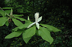 Japanese Whitebark Magnolia (Magnolia obovata) at A Very Successful Garden Center