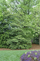 Keeling American Holly (Ilex opaca 'Keeling') at A Very Successful Garden Center