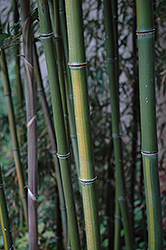 Yellow Grove Bamboo (Phyllostachys aureosulcata) at A Very Successful Garden Center