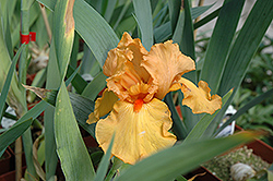 Rave On Iris (Iris 'Rave On') at The Mustard Seed