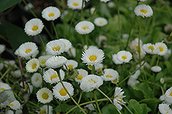 Rominette White English Daisy (Bellis perennis 'Rominette White') at A Very Successful Garden Center