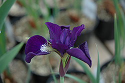 Victorian Secret Siberian Iris (Iris sibirica 'Victorian Secret') at A Very Successful Garden Center