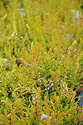 Hoyerhagen Heather (Calluna vulgaris 'Hoyerhagen') at Lakeshore Garden Centres