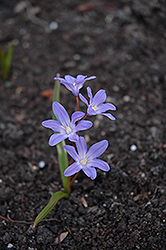 Glory of the Snow (Chionodoxa forbesii) at A Very Successful Garden Center