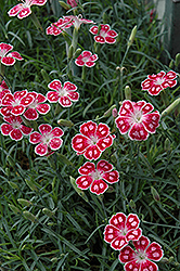 Spotty Pinks (Dianthus 'Spotty') at A Very Successful Garden Center