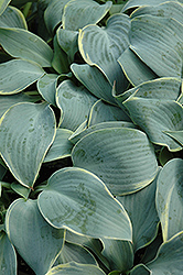 Frosted Dimples Hosta (Hosta 'Frosted Dimples') at A Very Successful Garden Center