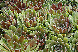 Ashes of Roses Hens And Chicks (Sempervivum 'Ashes of Roses') at Lakeshore Garden Centres