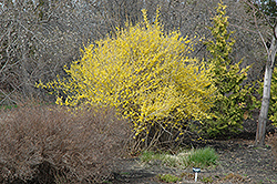 Northern Gold Forsythia (Forsythia 'Northern Gold') at Stonegate Gardens