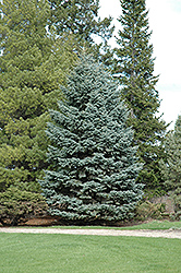 Mission Blue Colorado Spruce (Picea pungens 'Mission Blue') at A Very Successful Garden Center