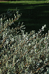 Creeping Willow (Salix repens 'var. argentea') at A Very Successful Garden Center