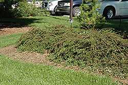 Rockspray Cotoneaster (Cotoneaster horizontalis 'var. perpusillus') at A Very Successful Garden Center