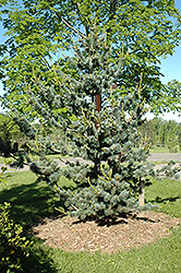 Short-Needled Japanese Blue Pine (Pinus parviflora 'Glauca Brevifolia') at Stonegate Gardens