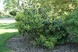 Clarendon Spreading American Holly (Ilex opaca 'Clarendon Spreading') at A Very Successful Garden Center