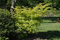 Limon Ripple Chinese Dogwood (Cornus kousa 'Limon Ripple') at Stonegate Gardens