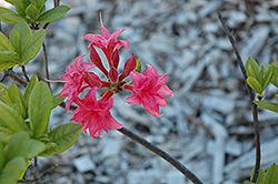 Homebush Azalea (Rhododendron 'Homebush') at Lakeshore Garden Centres