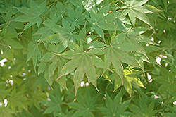 Kagero Japanese Maple (Acer palmatum 'Kagero') at Stonegate Gardens