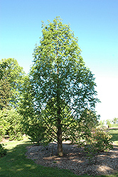 Sheridan Spire Dawn Redwood (Metasequoia glyptostroboides 'Sheridan Spire') at A Very Successful Garden Center