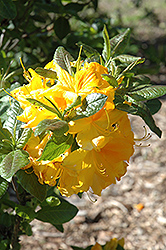 Ilam Melford Lemon Azalea (Rhododendron 'Ilam Melford Lemon') at A Very Successful Garden Center