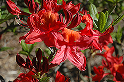 Tunis Azalea (Rhododendron 'Tunis') at A Very Successful Garden Center